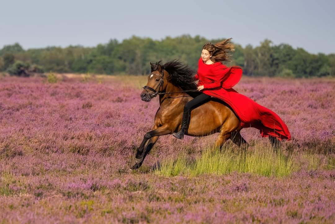 Bioresonantie bij paarden