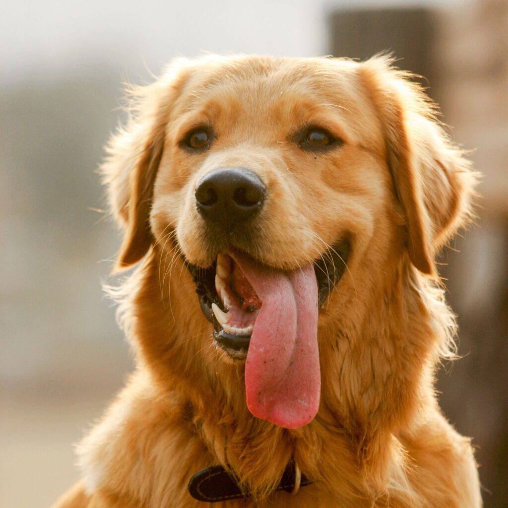 Bioresonantie voor honden