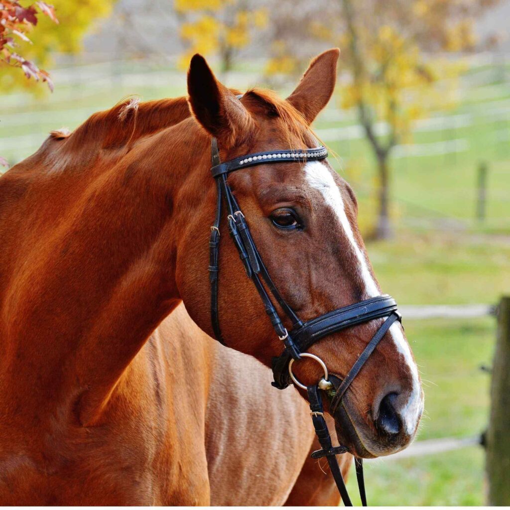 Bioresonantie Voor Paarden